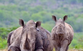 White Rhino & Calf Hluhluwe - iMfoflozi Kzn South Africa