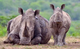 White Rhino & Calf Hluhluwe - iMfoflozi Kzn South Africa White Rhino & Calf Hluhluwe - iMfoflozi Kzn South Africa