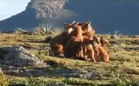 Video 4 - Wolves in Ethiopia