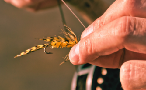 Fly Fishing