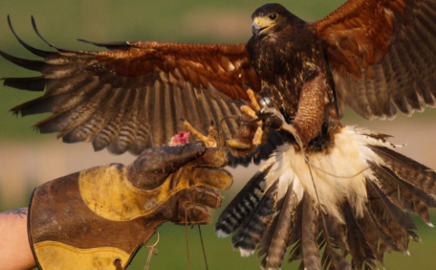 Birds of Prey