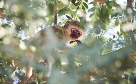 4-Nächte-Paket: Entdecke die Wunder der Natur