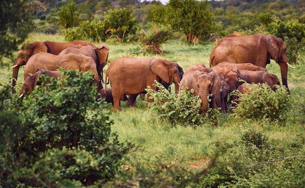 3-Nächte-Paket: Spannende Kruger-Expedition und Safari-Abenteuer