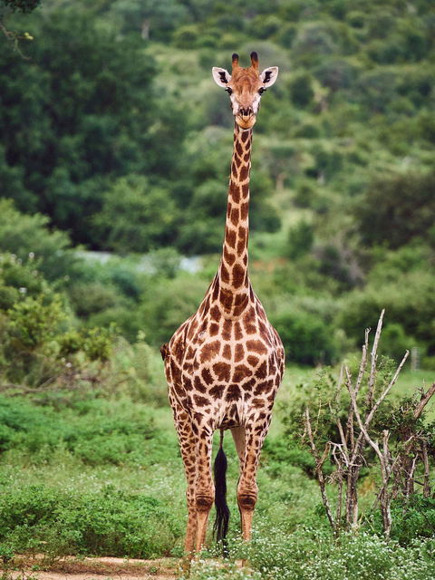 Ganztages-Safari im Krüger Nationalpark
