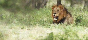 Cultural 3 Night package (Mzinti)