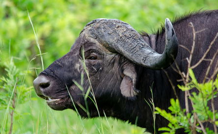 Adventure 4 Night Package (Malelane / Mzinti)