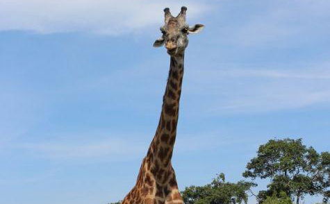 Mkomazi National Park