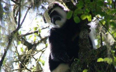 Rau Forest Walk (in Moshi)