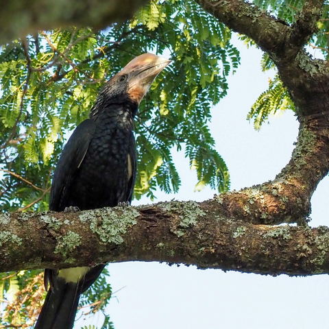 Bird Watching
