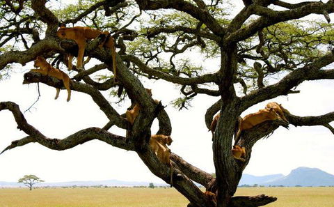 Lake Manyara National Park