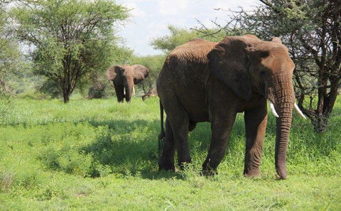 Tarangire National Park