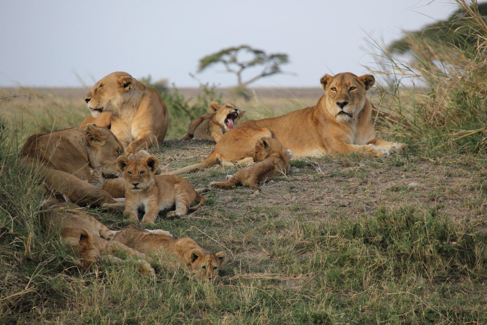 Safaris