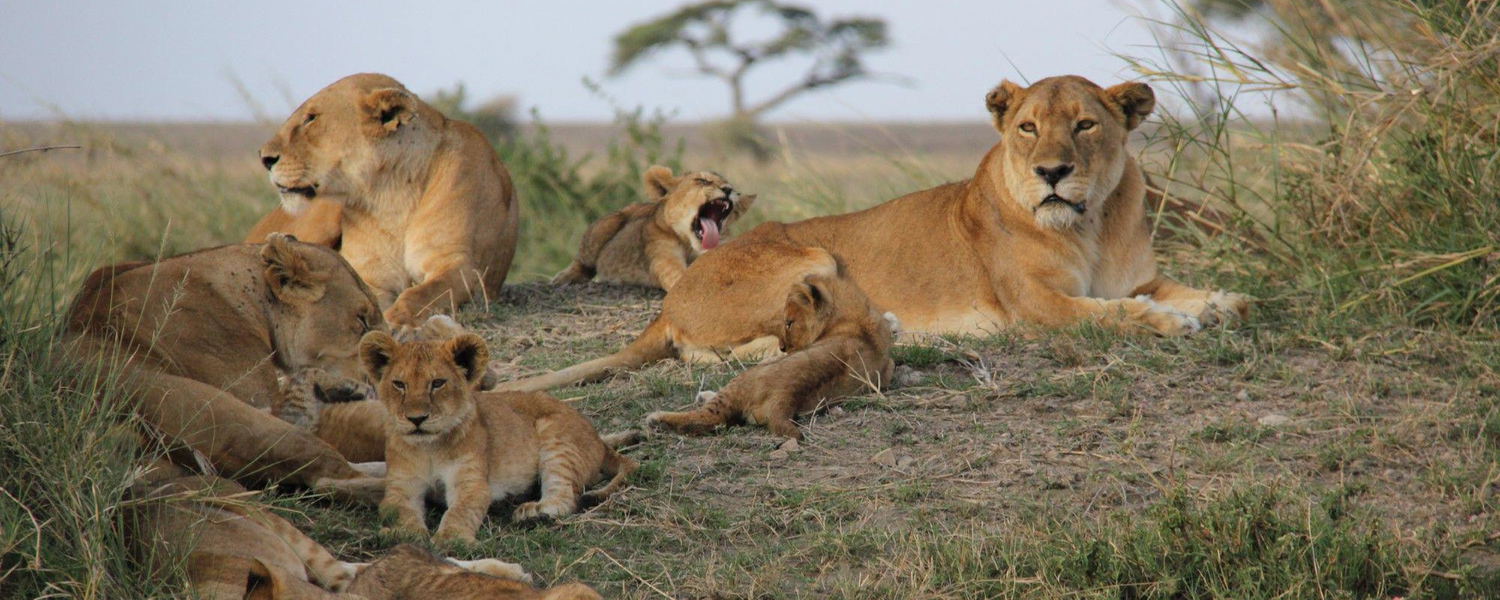 Safaris