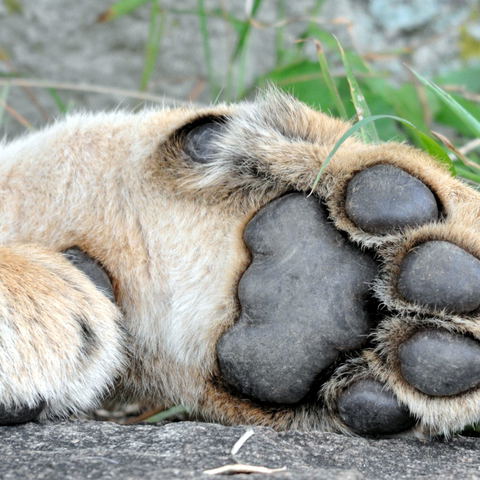 Lion and Safari Park