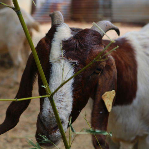 Nature and Farm Animals
