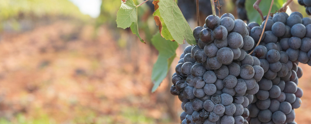 Explore the Winelands in Style