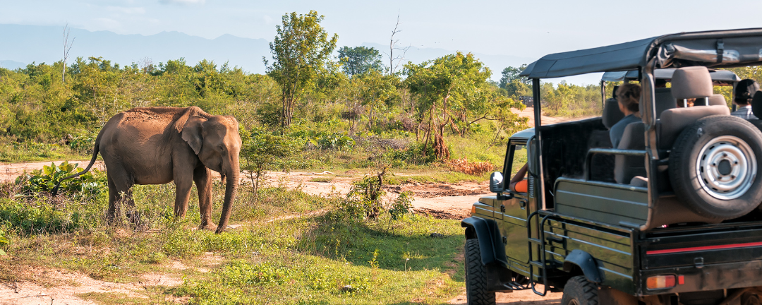 Safari Experiences & Wildlife Encounters