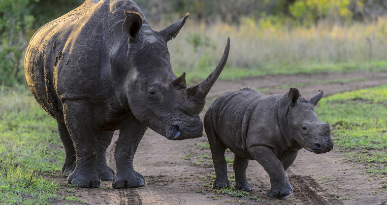 Dinokeng Adventures & Wildlife