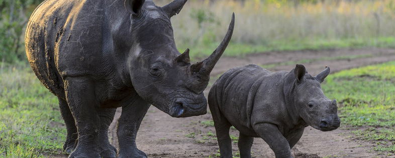 Dinokeng Adventures & Wildlife