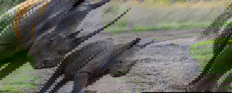 Dinokeng Adventures & Wildlife