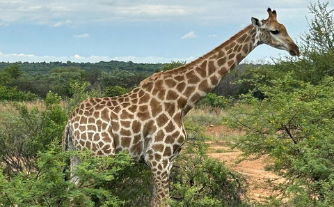 Dinokeng Game Reserve (Big 5)