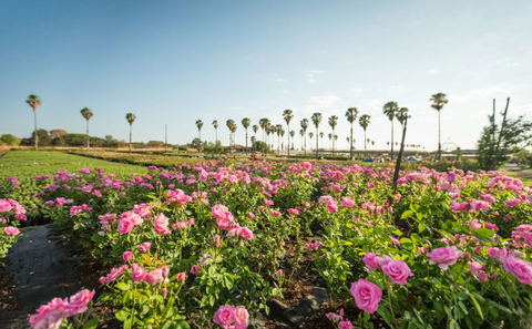 Ludwig's Rose Farm