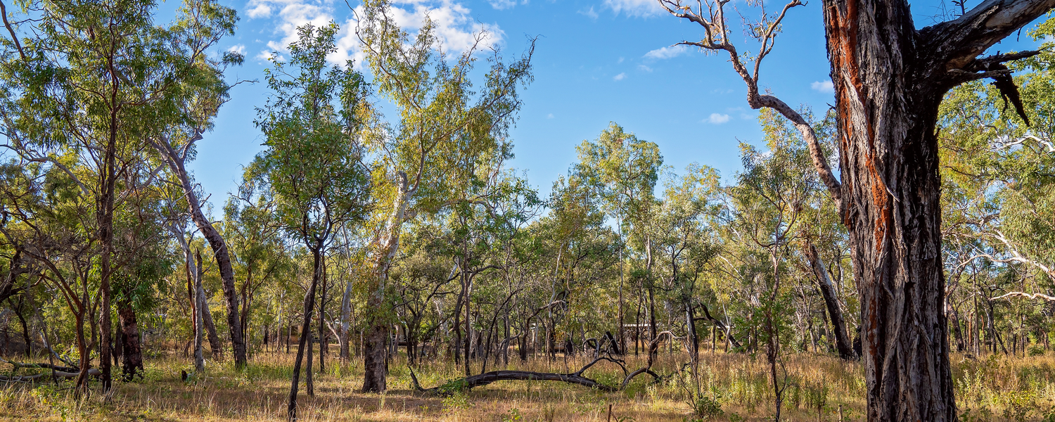 In the Heart of the Bushveld
