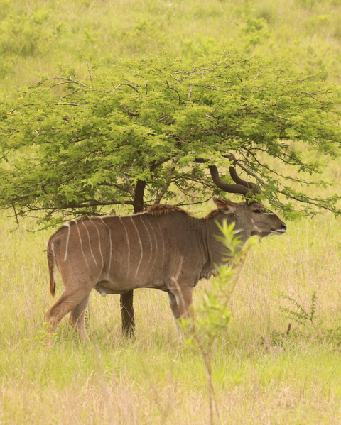 Stories from the Bushveld - Stay Updated