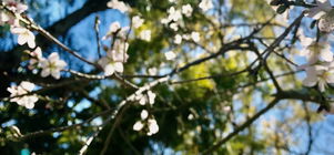 Last of Spring Special