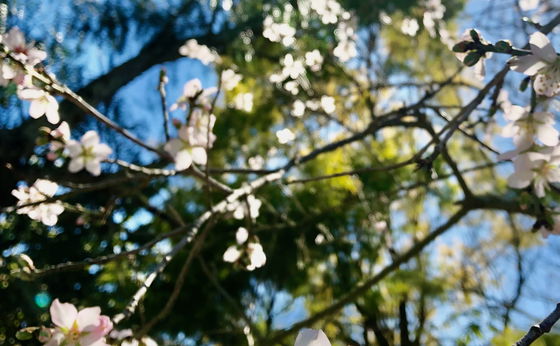 Last of Spring Special