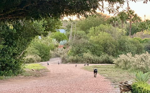Garden walking path at Mo & Rose Nature Retreat in Robertson, with lush gardens, succulents and peaceful natural grounds