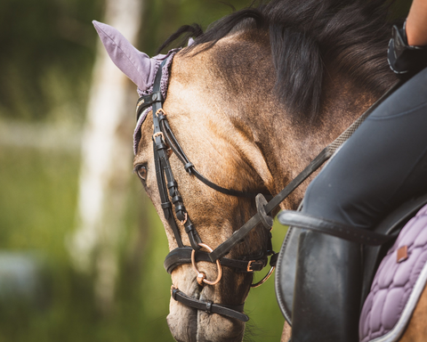 Robertson Horse Adventures