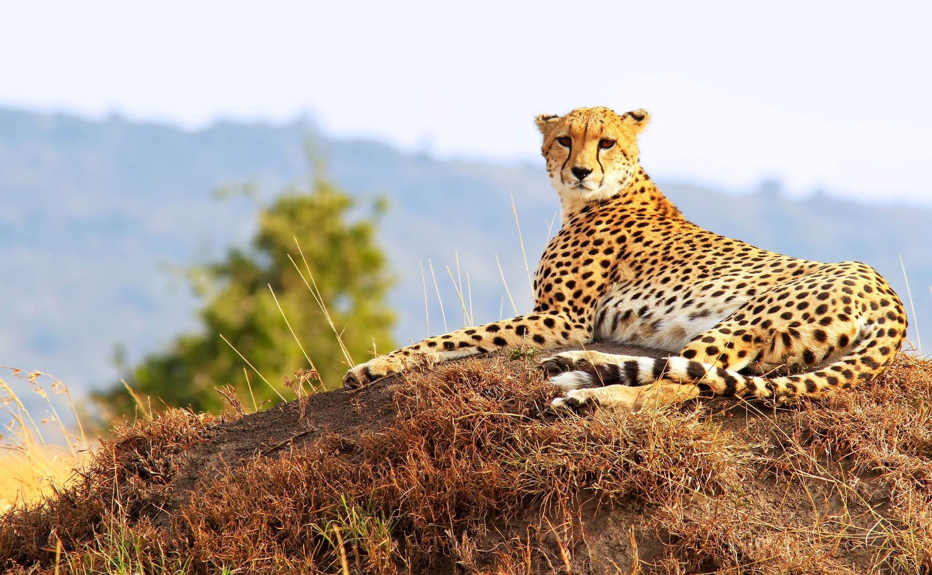 Our Team - Ulrike, Mike, and Landé