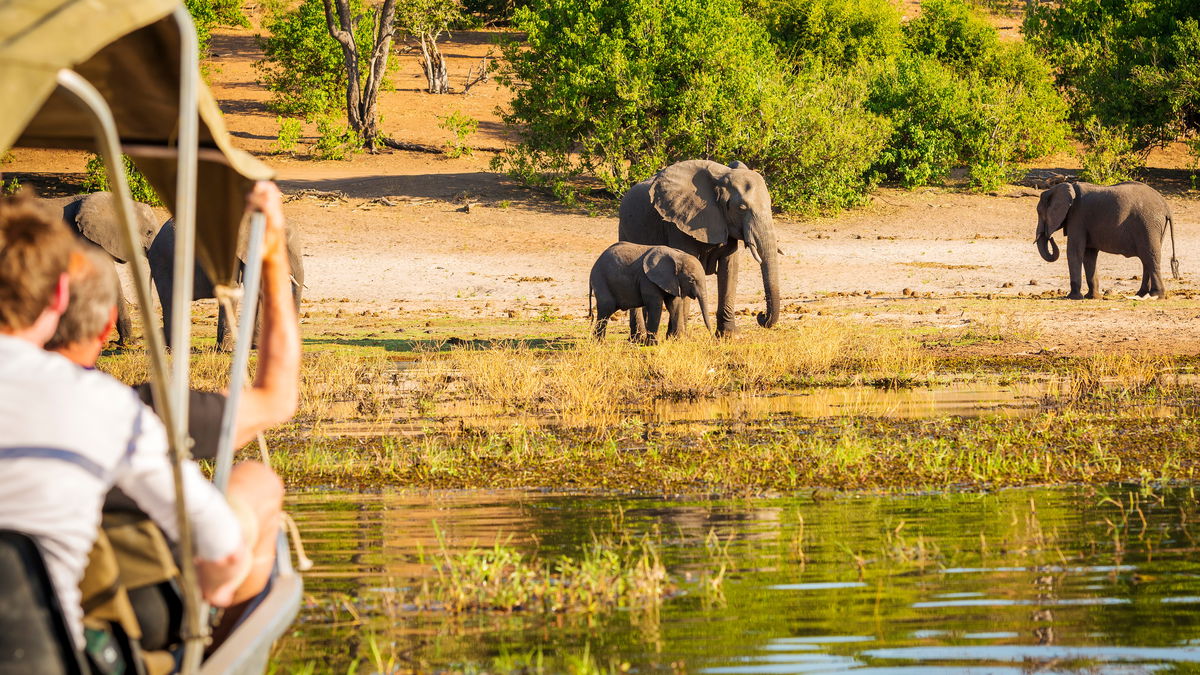 African savanna at sunset