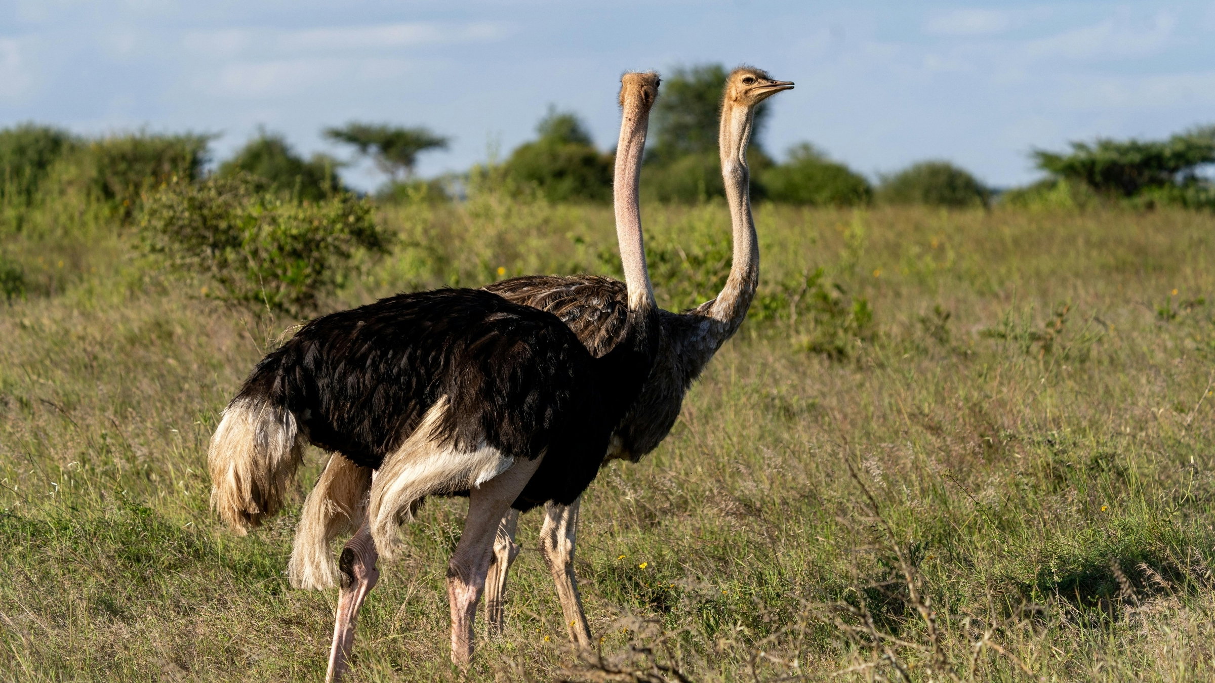 Explore Oudtshoorn