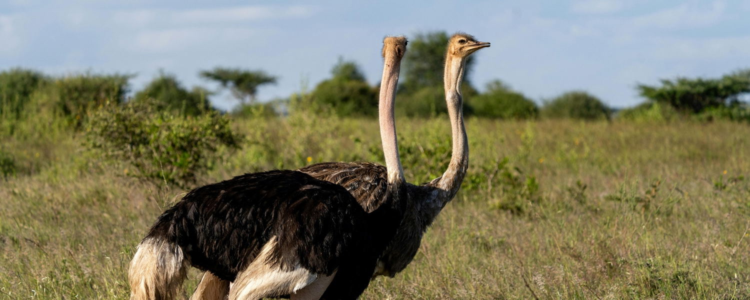 Explore Oudtshoorn