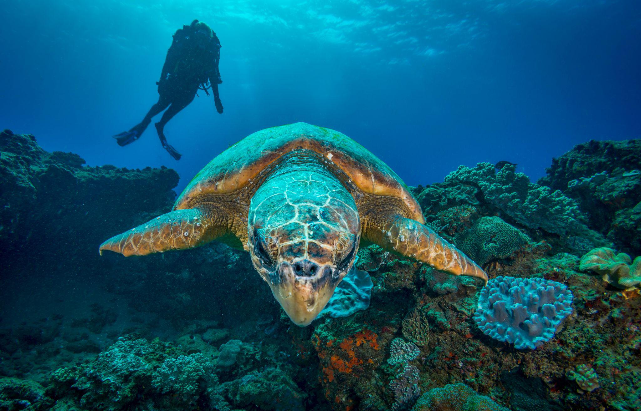Diving
