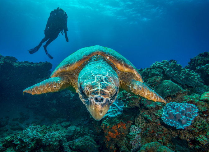 Diving at Ponta Mamoli