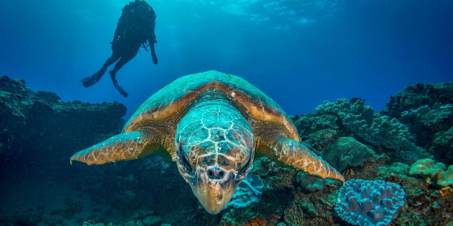 Diving