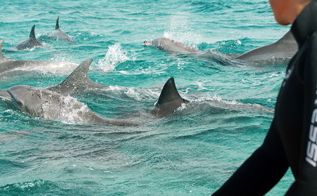 Ocean Safaris at White Pearl Resorts Mozambique Ocean Safaris at White Pearl Resorts Mozambique