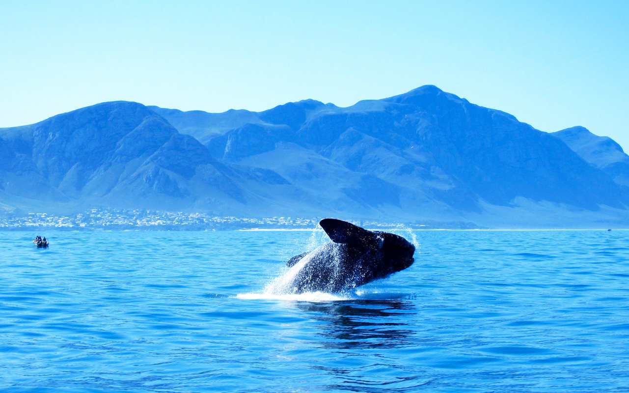 Hermanus