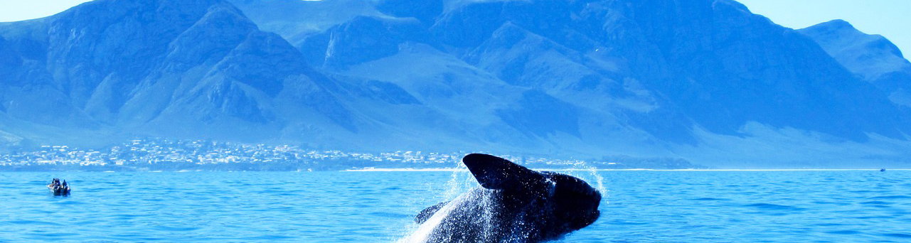 Hermanus