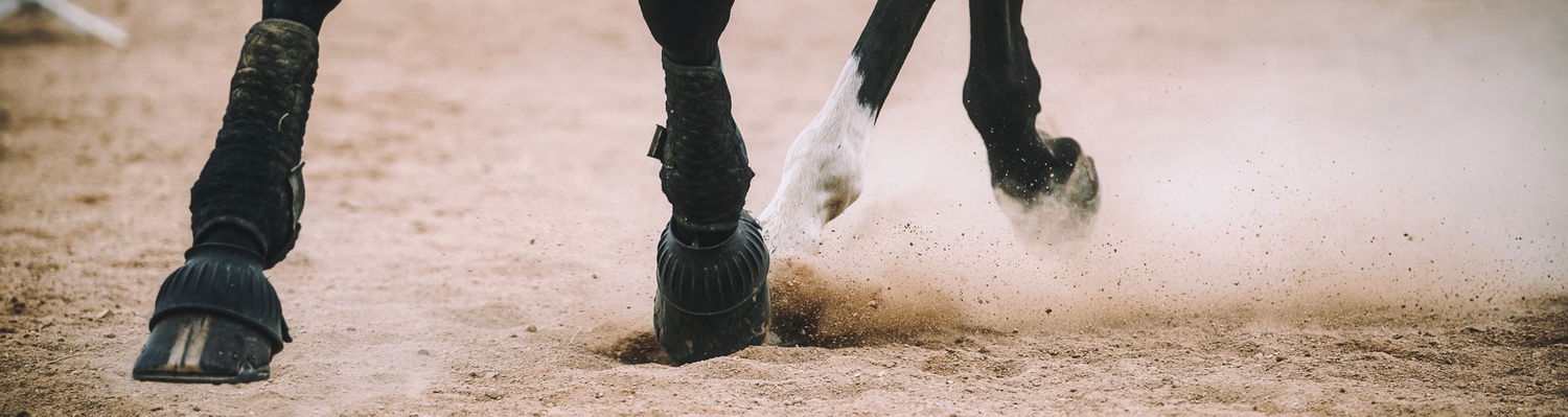 Care & Progress for Every Horse