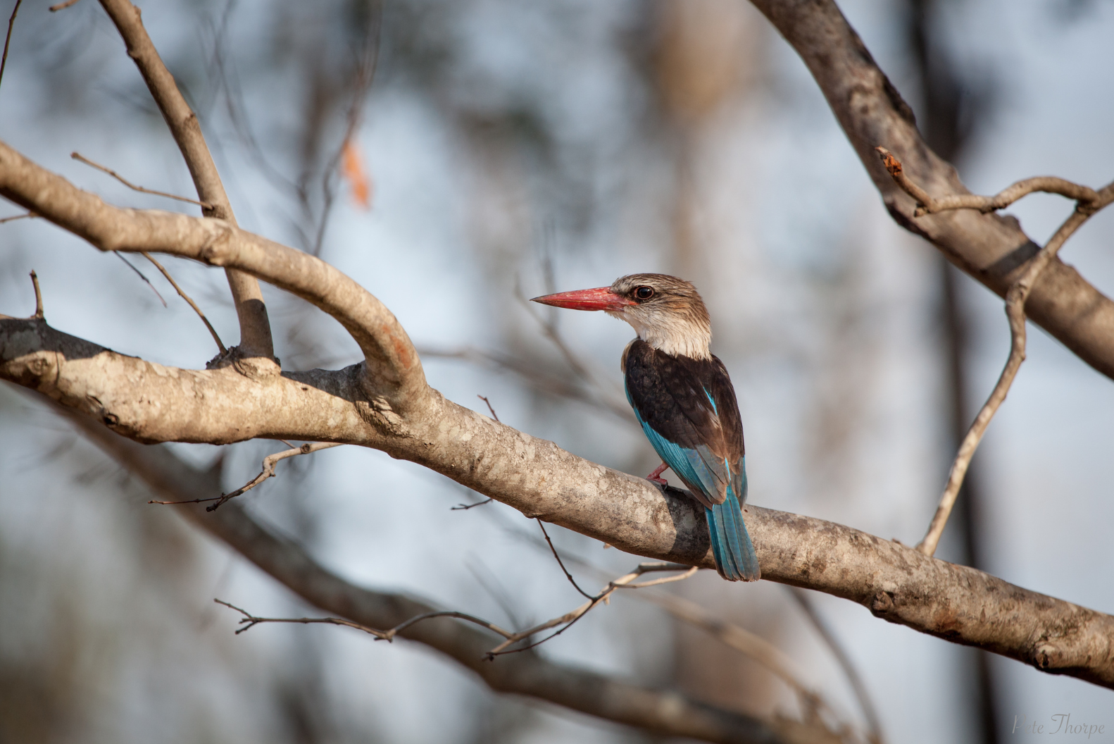 A Birdwatcher’s Paradise