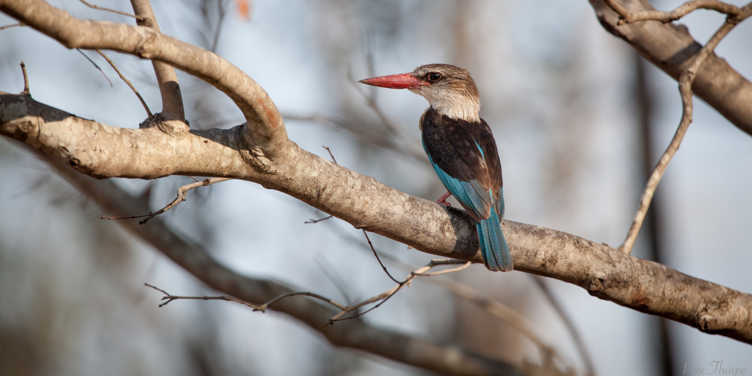 A Birdwatcher’s Paradise