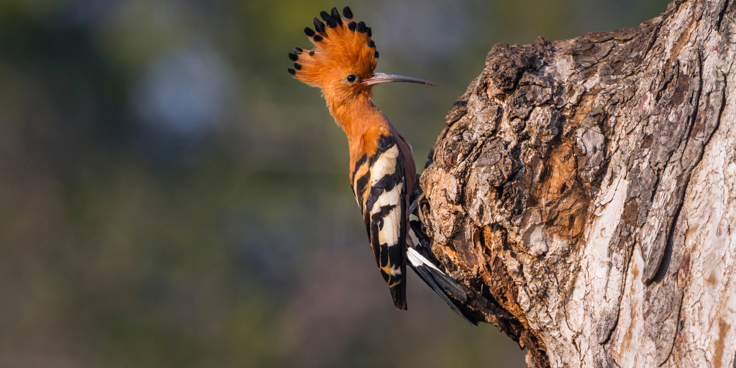 Garden & Lagoon Birdlife