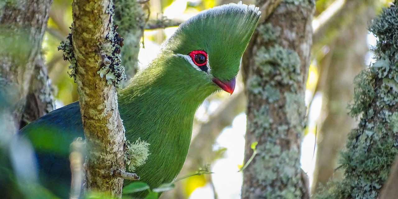Guided Birding Experiences