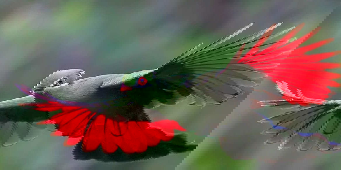 Bird Watching & Nature Walks