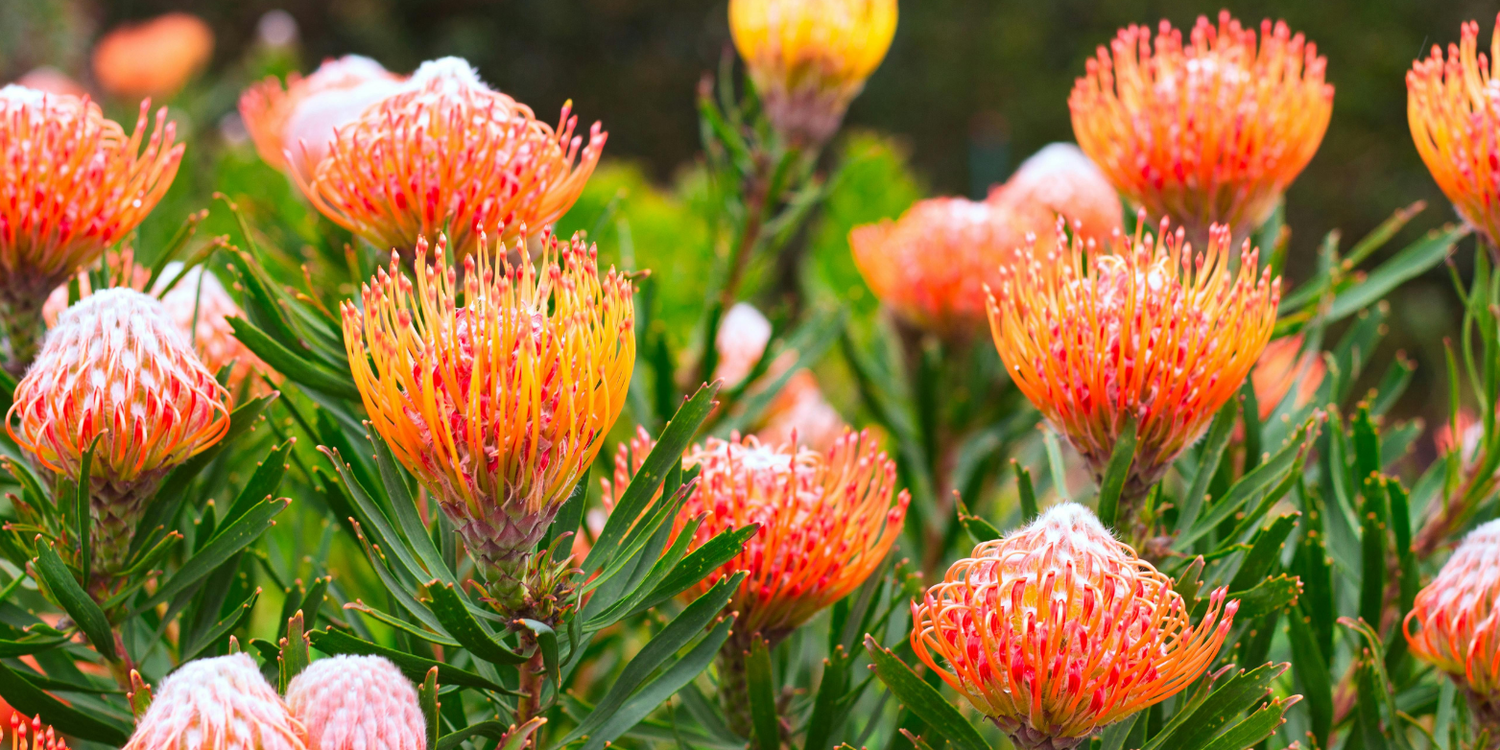 Flora & Seasonal Blooms