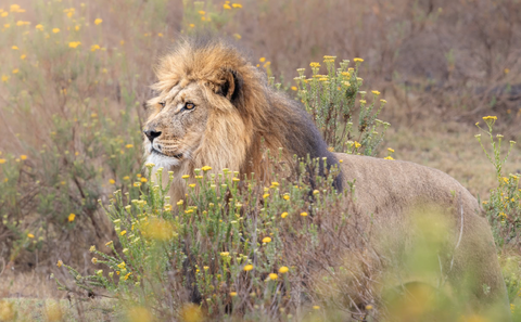 The Guided Game Drive (R6100 per couple)